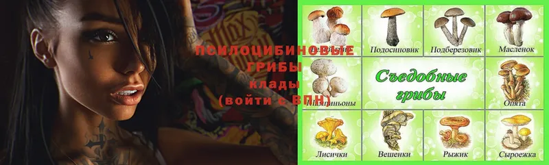 это телеграм  как найти наркотики  Арск  Галлюциногенные грибы Psilocybe 